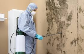 Why You Should Choose Our Mold Remediation Services in Hercules, CA